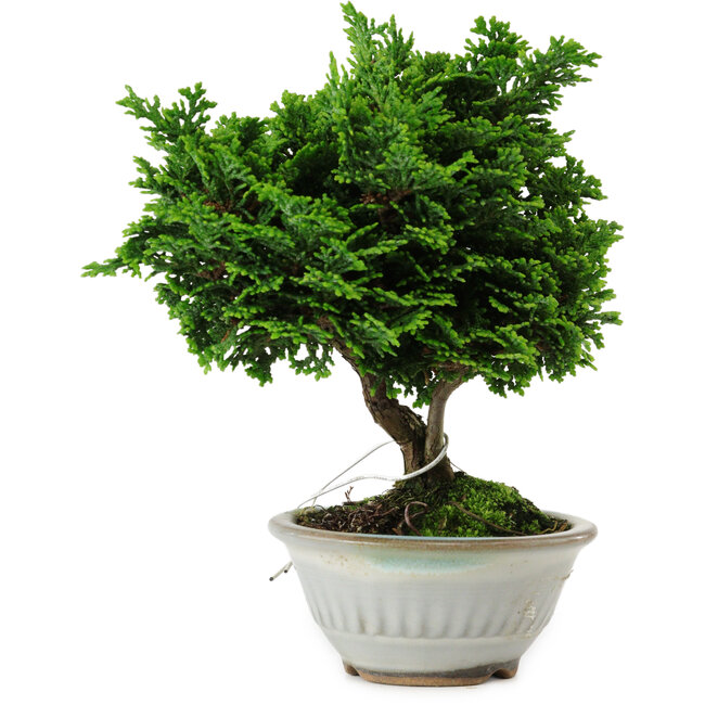 Chamaecyparis obtusa, 14 cm, ± 10 anni