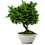 Chamaecyparis obtusa, 14 cm, ± 10 Jahre alt