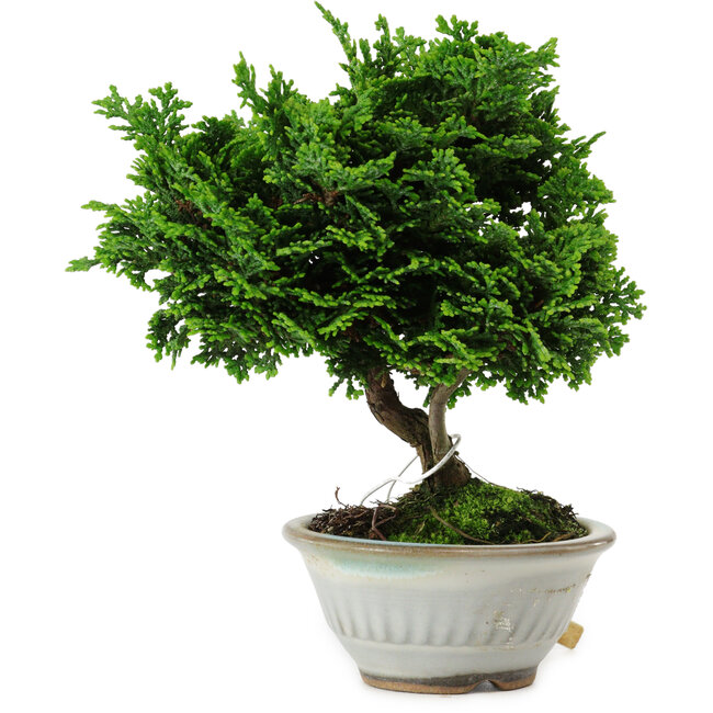 Chamaecyparis obtusa, 14 cm, ± 10 años