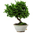 Chamaecyparis obtusa, 14 cm, ± 10 jaar oud