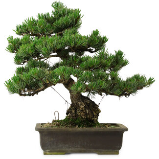 Pinus parviflora, 40 cm, ± 40 anni