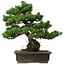 Pinus parviflora, 40 cm, ± 40 years old, with a nebari of 11 cm