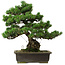Pinus parviflora, 40 cm, ca. 40 Jahre alt, mit einem Wurzelansatz von 11 cm