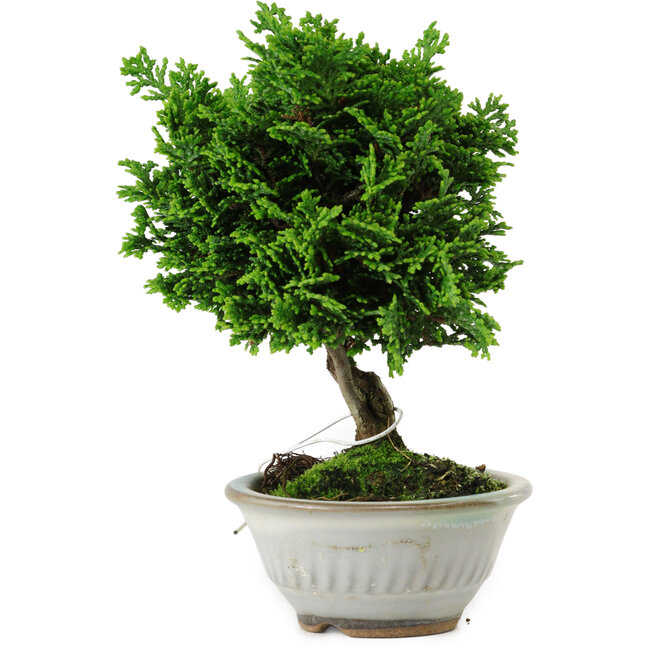 Chamaecyparis obtusa, 14 cm, ± 10 anni