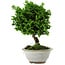 Chamaecyparis obtusa, 14 cm, ± 10 anni