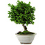 Chamaecyparis obtusa, 14 cm, ± 10 años