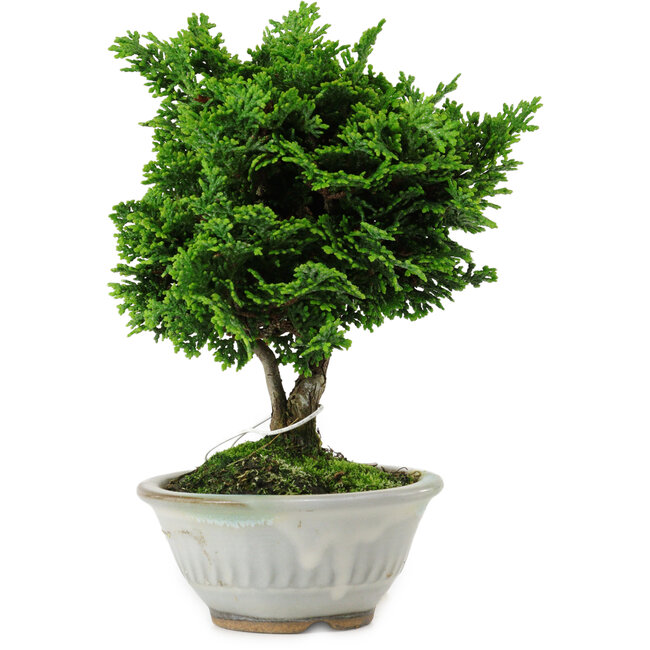 Chamaecyparis obtusa, 14 cm, ± 10 years old