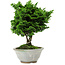 Chamaecyparis obtusa, 14 cm, ± 10 anni
