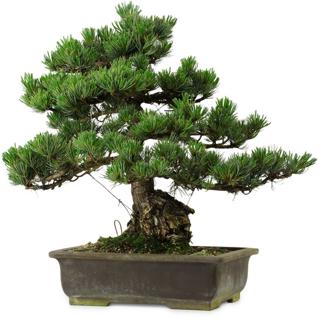 Pinus parviflora, 40 cm, ± 40 years old, with a nebari of 11 cm