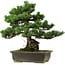 Pinus parviflora, 40 cm, ± 40 years old, with a nebari of 11 cm