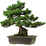 Pinus parviflora, 40 cm, ca. 40 Jahre alt, mit einem Wurzelansatz von 11 cm