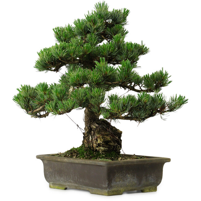 Pinus parviflora, 40 cm, ± 40 years old, with a nebari of 11 cm