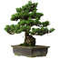 Pinus parviflora, 40 cm, ± 40 anni, con nebari di 11 cm