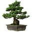 Pinus parviflora, 40 cm, ± 40 years old, with a nebari of 11 cm