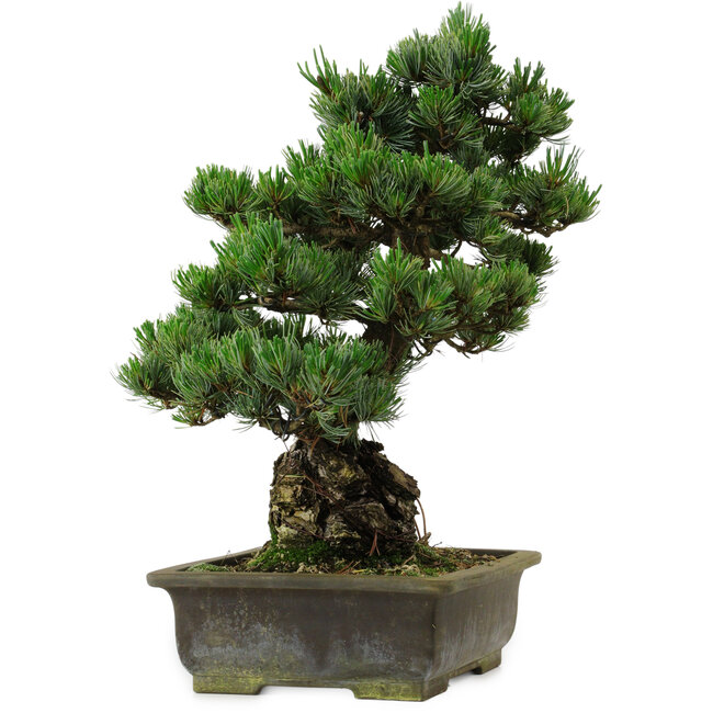Pinus parviflora, 40 cm, ± 40 anni, con nebari di 11 cm