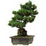 Pinus parviflora, 40 cm, ± 40 years old, with a nebari of 11 cm