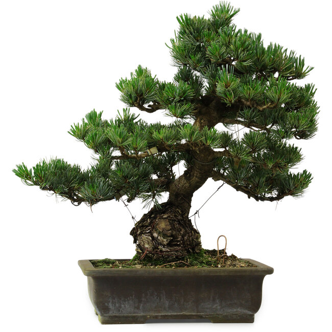 Pinus parviflora, 40 cm, ± 40 years old, with a nebari of 11 cm