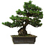 Pinus parviflora, 40 cm, ca. 40 Jahre alt, mit einem Wurzelansatz von 11 cm
