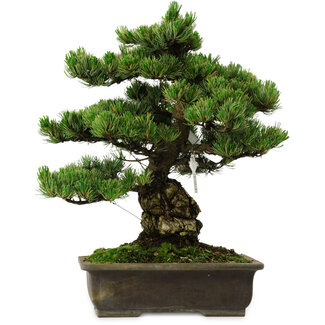 Pinus parviflora, 40 cm, ± 40 anni