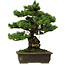 Pinus parviflora, 40 cm, ± 40 years old, with a nebari of 11 cm