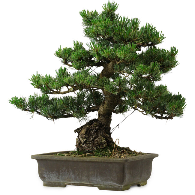 Pinus parviflora, 40 cm, ± 40 anni, con nebari di 11 cm