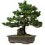Pinus parviflora, 40 cm, ± 40 years old, with a nebari of 11 cm