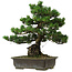 Pinus parviflora, 40 cm, ca. 40 Jahre alt, mit einem Wurzelansatz von 11 cm