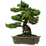 Pinus parviflora, 40 cm, ± 40 años de edad, con un nebari de 11 cm.