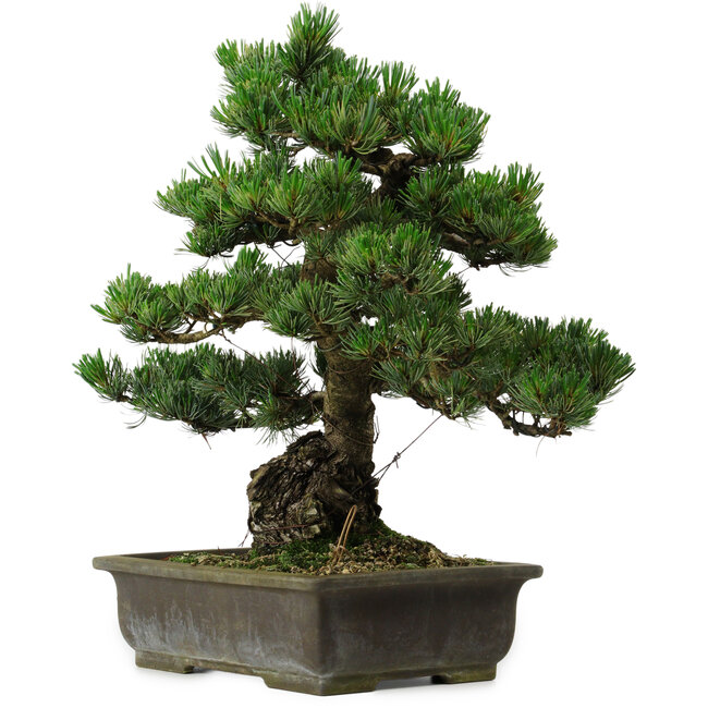 Pinus parviflora, 40 cm, ± 40 years old, with a nebari of 11 cm