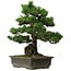 Pinus parviflora, 40 cm, ± 40 years old, with a nebari of 11 cm
