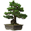Pinus parviflora, 40 cm, ca. 40 Jahre alt, mit einem Wurzelansatz von 11 cm