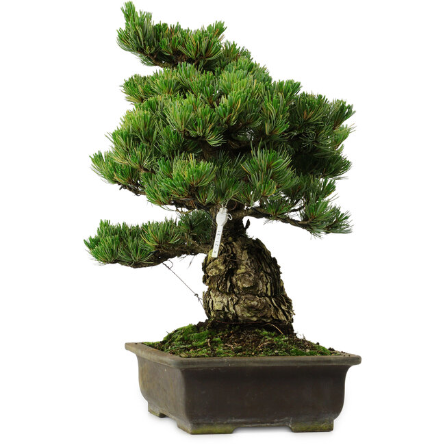Pinus parviflora, 40 cm, ± 40 años de edad, con un nebari de 11 cm.