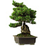 Pinus parviflora, 40 cm, ± 40 years old, with a nebari of 11 cm