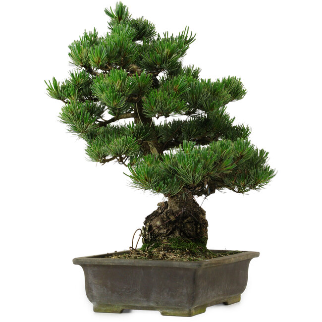 Pinus parviflora, 40 cm, ± 40 años de edad, con un nebari de 11 cm.
