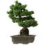 Pinus parviflora, 40 cm, ± 40 years old, with a nebari of 11 cm