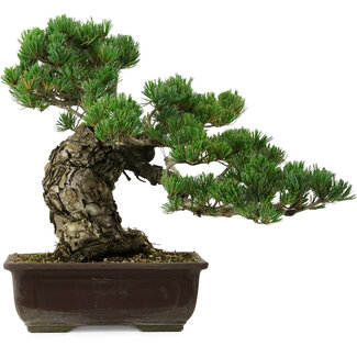 Pinus parviflora, 40 cm, ± 40 ans