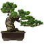 Pinus parviflora, 40 cm, ± 40 years old, with a nebari of 11 cm