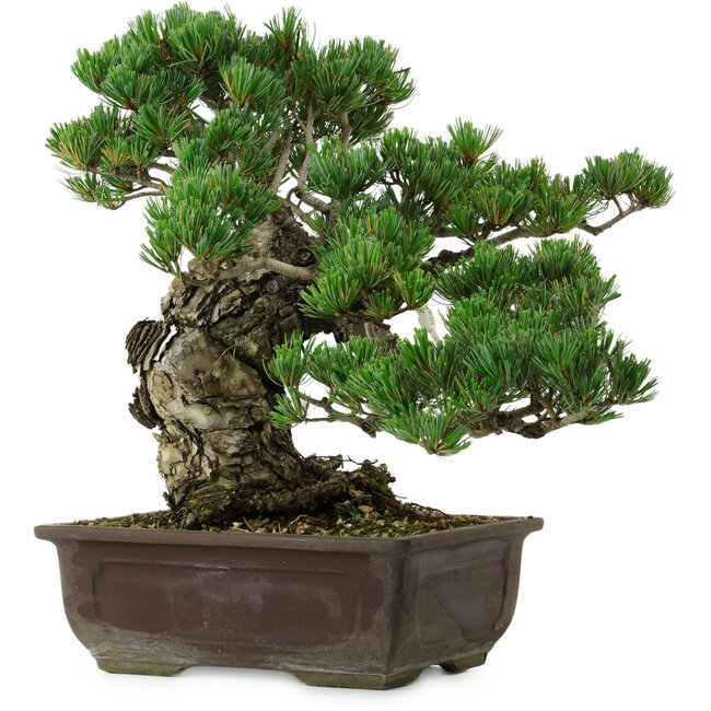 Pinus parviflora, 40 cm, ± 40 jaar oud, met een nebari van 11 cm