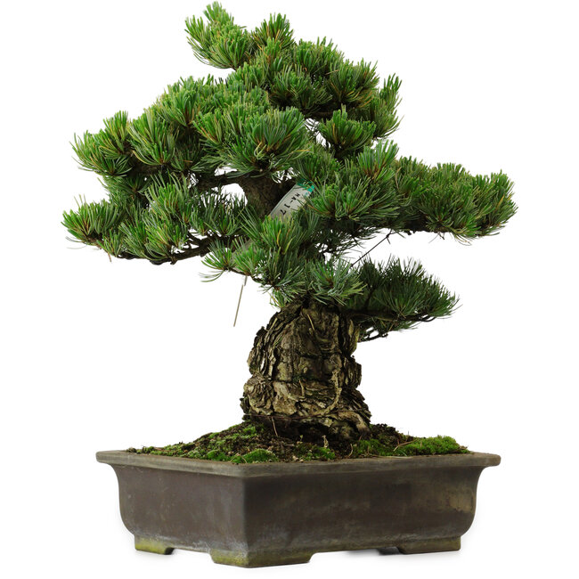 Pinus parviflora, 40 cm, ± 40 años de edad, con un nebari de 11 cm.