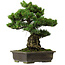 Pinus parviflora, 40 cm, ± 40 años de edad, con un nebari de 11 cm.