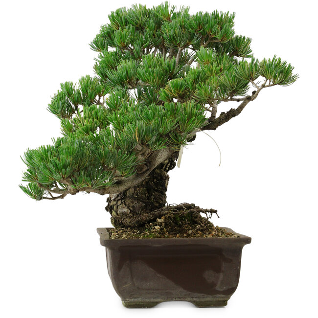 Pinus parviflora, 40 cm, ± 40 years old, with a nebari of 11 cm