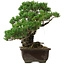 Pinus parviflora, 40 cm, ± 40 years old, with a nebari of 11 cm