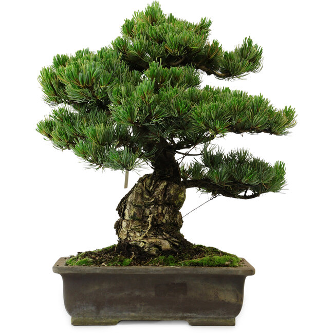 Pinus parviflora, 40 cm, ± 40 jaar oud, met een nebari van 11 cm