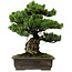 Pinus parviflora, 40 cm, ± 40 years old, with a nebari of 11 cm