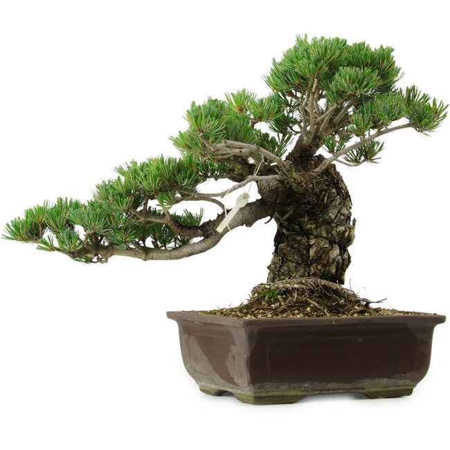 Pinus parviflora, 40 cm, ± 40 años de edad, con un nebari de 11 cm.