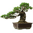Pinus parviflora, 40 cm, ± 40 jaar oud, met een nebari van 11 cm
