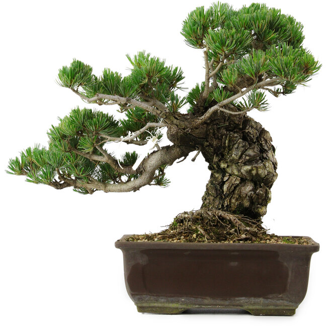 Pinus parviflora, 40 cm, ca. 40 Jahre alt, mit einem Wurzelansatz von 11 cm
