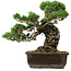 Pinus parviflora, 40 cm, ± 40 years old, with a nebari of 11 cm