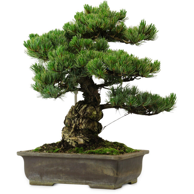 Pinus parviflora, 40 cm, ± 40 ans, avec un nebari de 11 cm