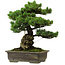 Pinus parviflora, 40 cm, ± 40 anni, con nebari di 11 cm